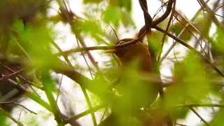 Melodious Laughingthrush Song: Whistles, Trills & Mimicry