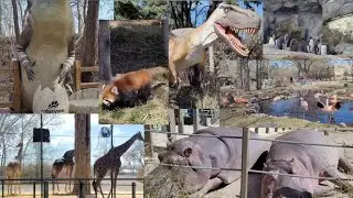Zoo in Calgary, Alberta #zoo #animals #birds #animallover #birdslover #nature #travel #adventure