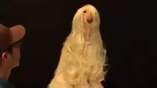 Glamour dog