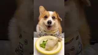 Pupper's Delight: Chicken Legs Galore! 🍗🐾