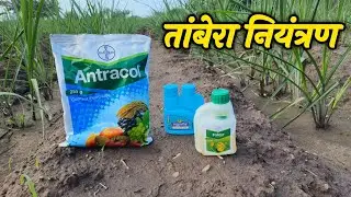 ऊस तांबेरा रोग नियंत्रण | Sugarcane rust disease control | sugarcane rust control 