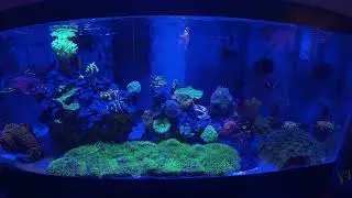 Controlling green hair algae in your reef tank.