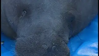 Manatee Appreciation Day