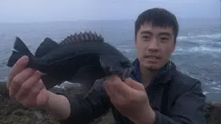 【Fishing Chef】Catch and Cook Blue Rock Fish! A Steamy Umami Fish Recipe!