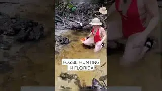Fossil Hunting in Florida Creek