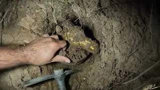 Define Kasasında Dünyayı Şaşırtacak Altın At Kafası Çıktı!!!