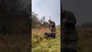 Driven Pheasant Shooting with a Labrador Retriever peg dog.#gundogtraining #dogtraining #labrador