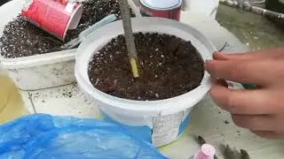 LEYLAK AĞAÇI KÖKLENDİRME BAŞARILI KOLAY ANLATIM,ÇELİKTEN LEYLAK AĞACI KÖKLENDİRMESİ..
