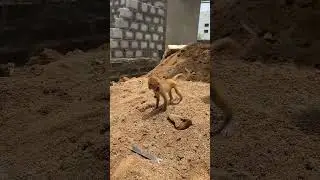 monkey Baby   monkey catching official ￼ #monkey #monkeybaby #animals ￼