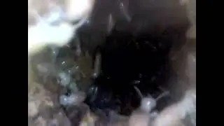 Coptotermes termite nest in tree