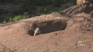New Prairie Dog Pups Make Debut At Maryland Zoo