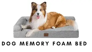 Best Memory Foam Bed for Your Dog 