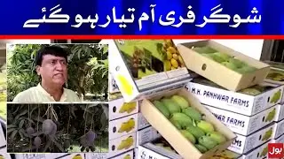 Sugar-Free Mangoes are Ready to sell in the market | BOL News