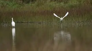 Egrets,I've had a few...(...too much to mention) 