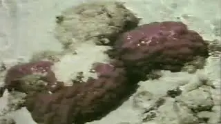 1969 Nature Walkabout with Vincent & Carol Serventy  Australian Doco