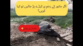 How to Treat Infected Wounds with Maggots in Animals | Best Treatment for Severe Animal Wounds