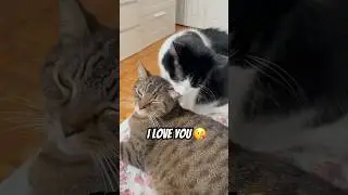 POV: When Your Cat Says &lsquo;I Love You&rsquo; For the First Time 🐾💘 #cat #adoreble#viralshorts