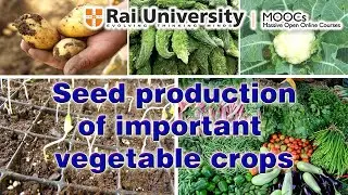 Techniques of seed production of important vegetable crops Part II