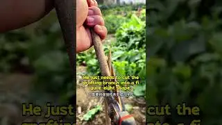 The Amazing Figure-Eight Graft: An Old Timer's Secret to Perfect Plants