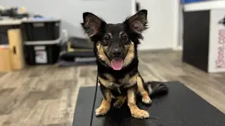 ￼ Dog Obedience Training at Home | Leash Skills, Command Expectations & Distractions with Lucy