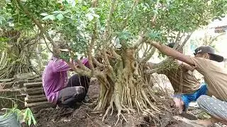Dari Ground naik ke Pot Bahan bonsai kimeng ll proses 4 tahun di ground
