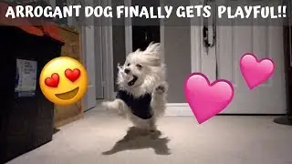 Arrogant Maltipom dog finally gets PLAYFUL!!