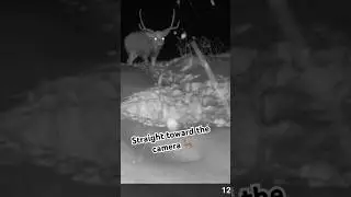 Big Mule Deer Buck Pushes Through Heavy Snow 🦌❄️ #alberta #wildlife #deer #nature #trailcam #muley