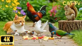 Calming Videos for Cats 😻 CAT TV &ndash; A Quiet Backyard Bird Sanctuary for Playful Cats 🐦🌱 | 4 Hours(4K)