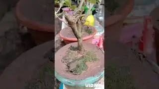 Bonsai Plants(Beginner)