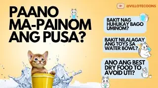 Get Your Cat to DRINK MORE WATER with These Easy Tips 🐱🥤
