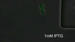 Superfolder GFP-MamK filament expressed in E. coli with pulse of inducer (UW iGEM 2011)