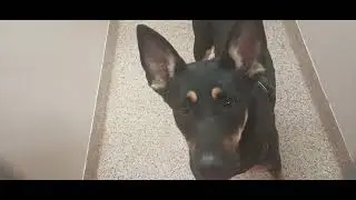 Harley 1y A810575 separated 4 feeding Dime 4y A719175 kennel 116 PACC shelter didnt jump up today937