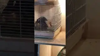 Kala Teetar breeding process | | Black Francolin Teetar Voice | Teetar Ki Awaz Subhan Teri Qudrat