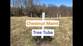 Chestnut Tree Maintenance