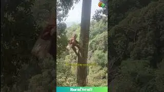 This Guy Climbs Trees Like a Monkey! #skills #climbing #crazy
