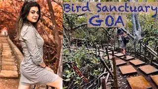 Dr Salim Ali Bird sanctuary GOA | Ferry Ride in Goa river | Do Early Morning walk with Mangrove tree