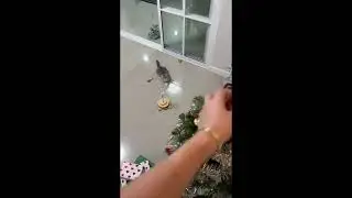 When your cat won&rsquo;t follow you🐈💕 #Maly #viral #cute #cat #kitten