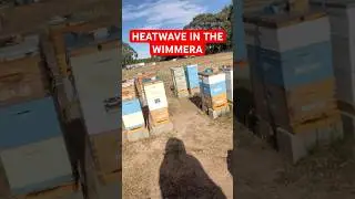 Жара в Виммере, Виктория - Проверка ульев #wimmera #victoria #heatwave