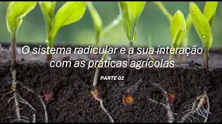 VIDEO AULA  O FUNCIONAMENTO DO SISTEMA RADICULAR