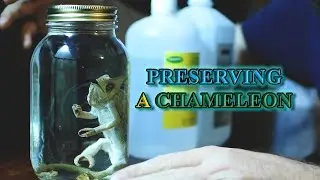 PRESERVING A CHAMELEON: How I do a Wet Specimen