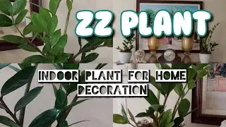 ZZ PLANT (ZANZIBAR GEM) ZAMIOCULCAS ZAMIIFOLIA : INDOOR PLANT FOR HOME DECORATION #zzplant