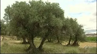 Apadrina un olivo en Aragón
