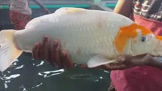 Common carp | Common Carp Fish Market | Common Carp Fish farming and video