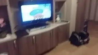 Смешарики DVD 2010