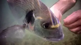 P&ecirc;che dorade Royale un poisson d'excellence