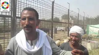 إقبال متوسط على شراء أضاحي العيد بأسواق المواشي بني سويف