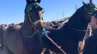 جديد من سوق الأربعاء كفاف سوق ليوما كين تمن في خيول 🐴✔️✔️
