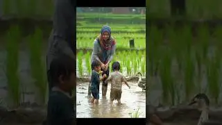 Chasing Ducks in the Rain &ndash; Pure Joy in the Fields 🦆🌧️ #rainambience #rain #nodialogueshort