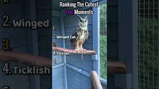 Cutest Owls In the World 🦉