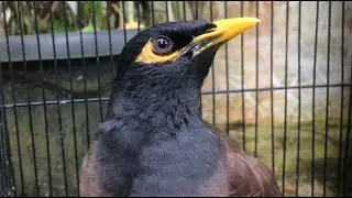 Common Myna sounds
